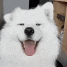 Animated GIF showing a happy dog and highlighting the collaborative and personalized nature of PerkSweet's group ecards.